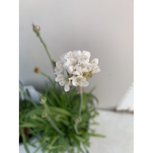 177 - TWO ARMERIA PSEUDARMERIA 'BALLERINA WHITE' IN 2 LTR POTS. APPROX 40-50CM TALL, TO BE SOLD FOR THE TW... 