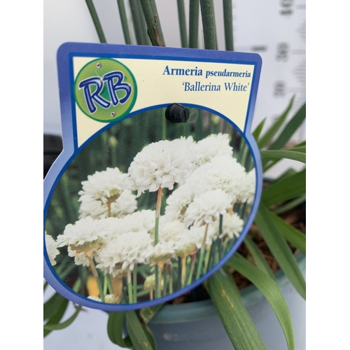 177 - TWO ARMERIA PSEUDARMERIA 'BALLERINA WHITE' IN 2 LTR POTS. APPROX 40-50CM TALL, TO BE SOLD FOR THE TW... 