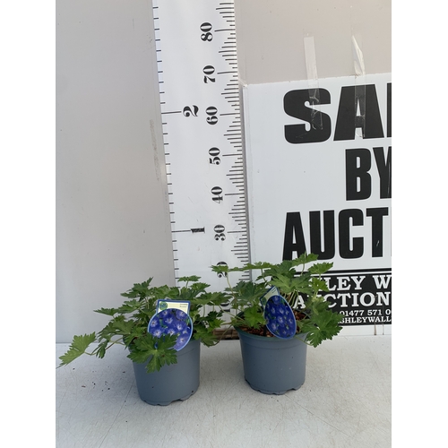 178 - TWO GERANIUM BLUE 'ROZANNE' IN 2 LTR POTS. APPROX 20-30CM TALL, TO BE SOLD FOR THE PAIR
