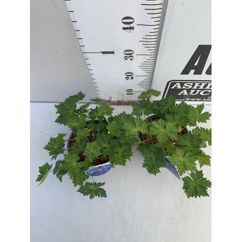 178 - TWO GERANIUM BLUE 'ROZANNE' IN 2 LTR POTS. APPROX 20-30CM TALL, TO BE SOLD FOR THE PAIR