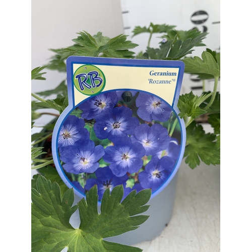 178 - TWO GERANIUM BLUE 'ROZANNE' IN 2 LTR POTS. APPROX 20-30CM TALL, TO BE SOLD FOR THE PAIR