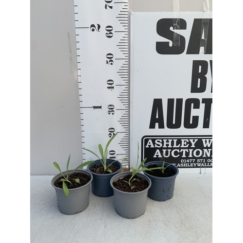 179 - FOUR CORNFLOWER PLANTS IN 0.75 POTS. TO BE SOLD FOR THE FOUR