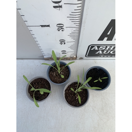 179 - FOUR CORNFLOWER PLANTS IN 0.75 POTS. TO BE SOLD FOR THE FOUR