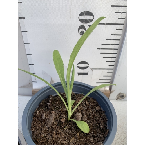179 - FOUR CORNFLOWER PLANTS IN 0.75 POTS. TO BE SOLD FOR THE FOUR