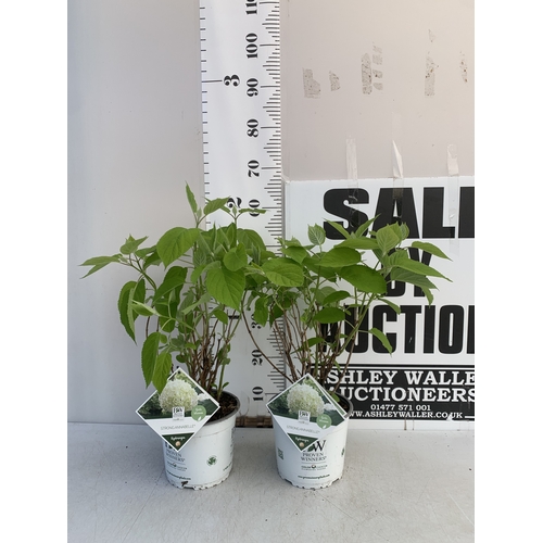 245 - TWO WHITE 'STRONG ANNABELLE' HYDRANGEA IN 3 LTR POTS IN BUD. APPROX 60CM TALL, TO BE SOLD FOR THE PA... 