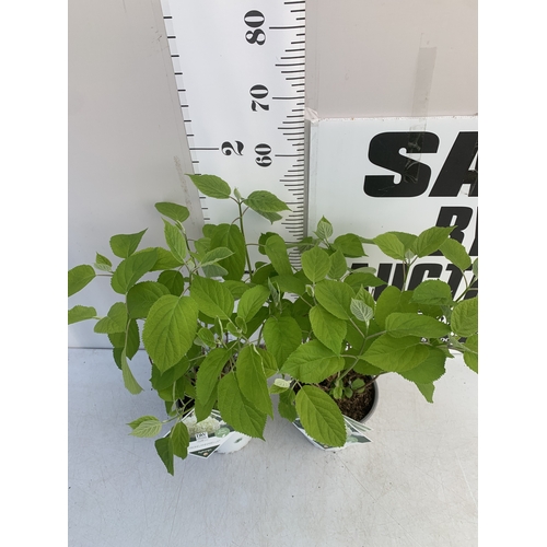 245 - TWO WHITE 'STRONG ANNABELLE' HYDRANGEA IN 3 LTR POTS IN BUD. APPROX 60CM TALL, TO BE SOLD FOR THE PA... 