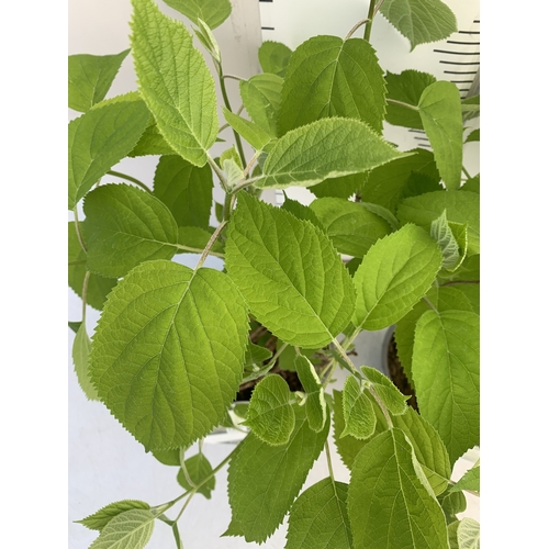 245 - TWO WHITE 'STRONG ANNABELLE' HYDRANGEA IN 3 LTR POTS IN BUD. APPROX 60CM TALL, TO BE SOLD FOR THE PA... 