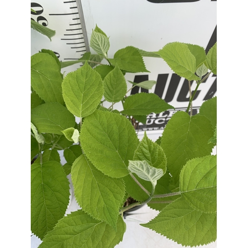 245 - TWO WHITE 'STRONG ANNABELLE' HYDRANGEA IN 3 LTR POTS IN BUD. APPROX 60CM TALL, TO BE SOLD FOR THE PA... 