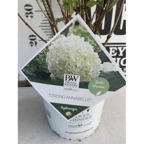 245 - TWO WHITE 'STRONG ANNABELLE' HYDRANGEA IN 3 LTR POTS IN BUD. APPROX 60CM TALL, TO BE SOLD FOR THE PA... 