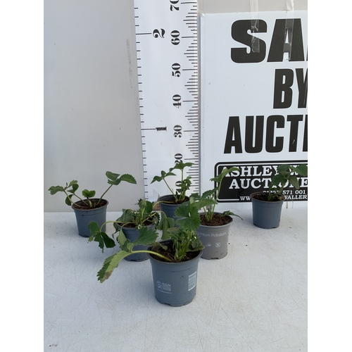 37 - SIX STRAWBERRY PLANTS 'CAMBRIDGE FAVOURITE' IN P10CM POTS. TO BE SOLD FOR THE SIX. NO VAT