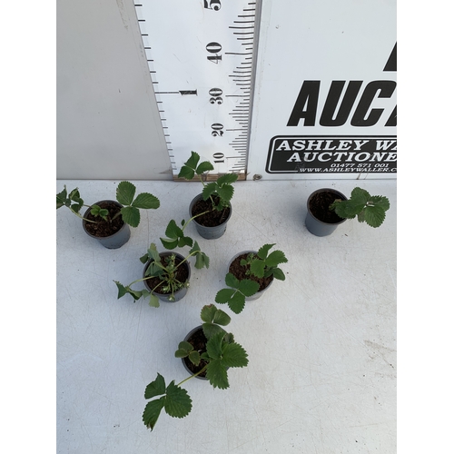 37 - SIX STRAWBERRY PLANTS 'CAMBRIDGE FAVOURITE' IN P10CM POTS. TO BE SOLD FOR THE SIX. NO VAT