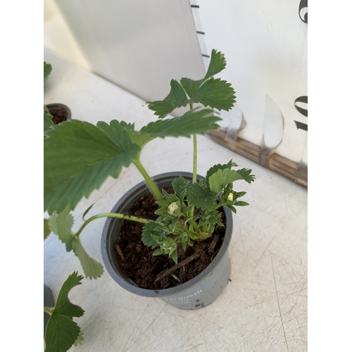 37 - SIX STRAWBERRY PLANTS 'CAMBRIDGE FAVOURITE' IN P10CM POTS. TO BE SOLD FOR THE SIX. NO VAT