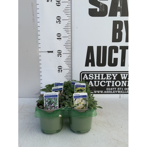 Lot 21        