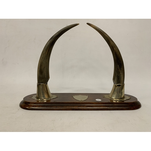 11 - A PAIR OF HORNS WITH WHITE METAL MOUNTS ON AN OAK BASE