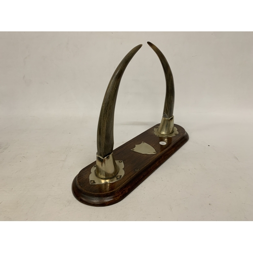 11 - A PAIR OF HORNS WITH WHITE METAL MOUNTS ON AN OAK BASE
