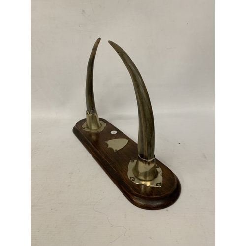 11 - A PAIR OF HORNS WITH WHITE METAL MOUNTS ON AN OAK BASE