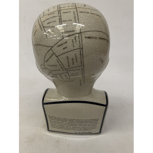 56 - A LARGE PHRENOLOGY HEAD, HEIGHT 28CM