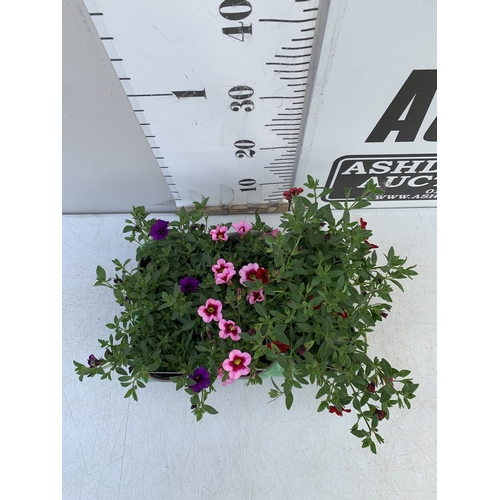 17 - FOUR AUBRIETA 'FLORADO ROSE RED' IN 1 LTR POTS. APPROX 20CM TALL, TO BE SOLD FOR THE FOUR