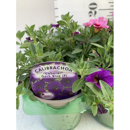 17 - FOUR AUBRIETA 'FLORADO ROSE RED' IN 1 LTR POTS. APPROX 20CM TALL, TO BE SOLD FOR THE FOUR