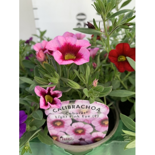 17 - FOUR AUBRIETA 'FLORADO ROSE RED' IN 1 LTR POTS. APPROX 20CM TALL, TO BE SOLD FOR THE FOUR