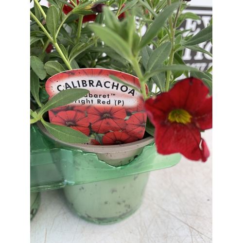 17 - FOUR AUBRIETA 'FLORADO ROSE RED' IN 1 LTR POTS. APPROX 20CM TALL, TO BE SOLD FOR THE FOUR