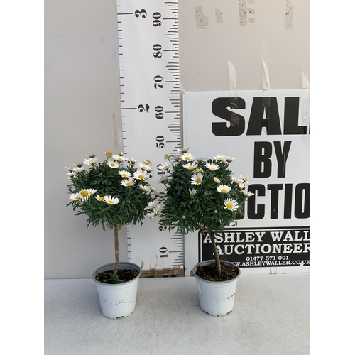 Lot 2         