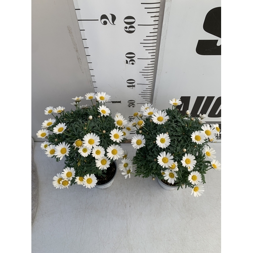 2 - ONE LARGE WHITE JASMINE TRACHELOSPERMUM JASMINOIDES IN A 2.5 LTR POT. ON A PYRAMID FRAME, APPROX 90C... 