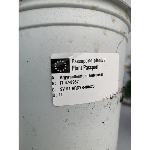 2 - ONE LARGE WHITE JASMINE TRACHELOSPERMUM JASMINOIDES IN A 2.5 LTR POT. ON A PYRAMID FRAME, APPROX 90C... 