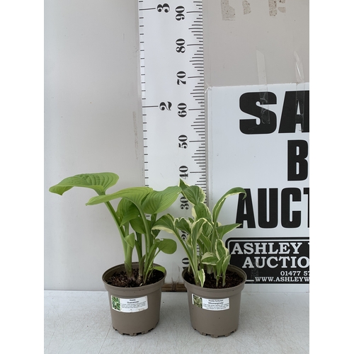 Lot 23        