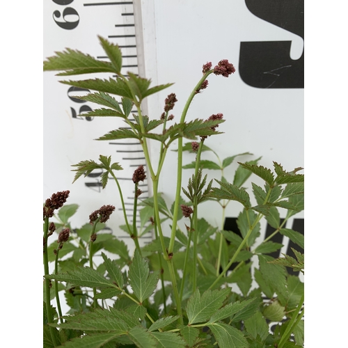 25 - EIGHT MIXED HERBACEOUS PLANTS - TWO HEUCHERA 'RUBY BELLS', TWO LOBELIA 'STARSHIP BLUE', TWO DELPHINI... 
