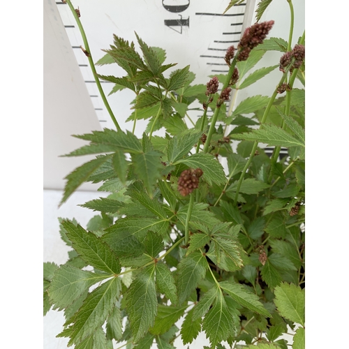 25 - EIGHT MIXED HERBACEOUS PLANTS - TWO HEUCHERA 'RUBY BELLS', TWO LOBELIA 'STARSHIP BLUE', TWO DELPHINI... 