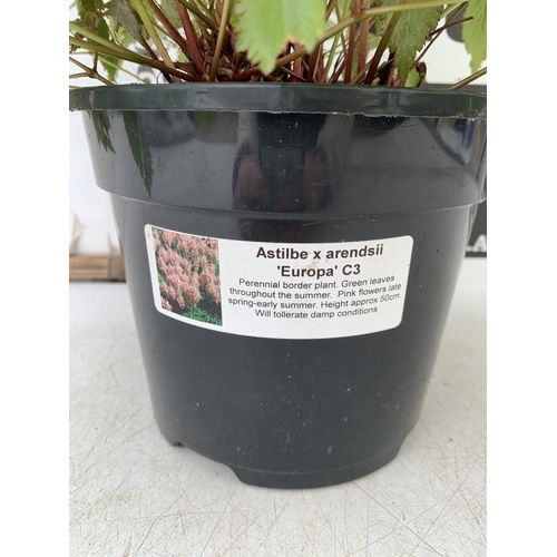 25 - EIGHT MIXED HERBACEOUS PLANTS - TWO HEUCHERA 'RUBY BELLS', TWO LOBELIA 'STARSHIP BLUE', TWO DELPHINI... 