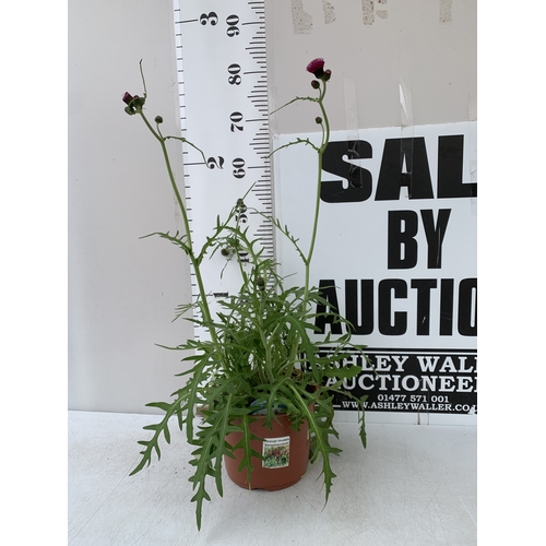 Lot 27        