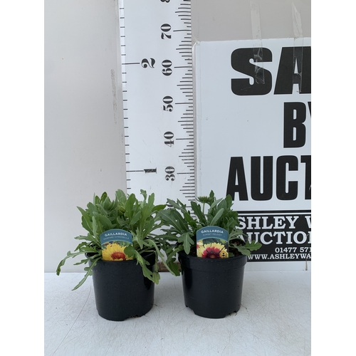 Lot 28        