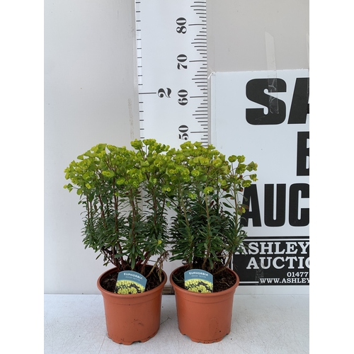 Lot 29        