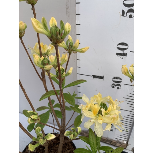 3 - TWO MINI LAVENDER STOECHAS ANOUK STANDARD TREES IN 0.75 LTR POTS. APPROX 50CM TALL, TO BE SOLD FOR T... 