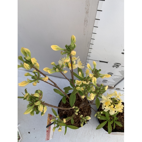 3 - TWO MINI LAVENDER STOECHAS ANOUK STANDARD TREES IN 0.75 LTR POTS. APPROX 50CM TALL, TO BE SOLD FOR T... 