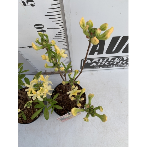 3 - TWO MINI LAVENDER STOECHAS ANOUK STANDARD TREES IN 0.75 LTR POTS. APPROX 50CM TALL, TO BE SOLD FOR T... 
