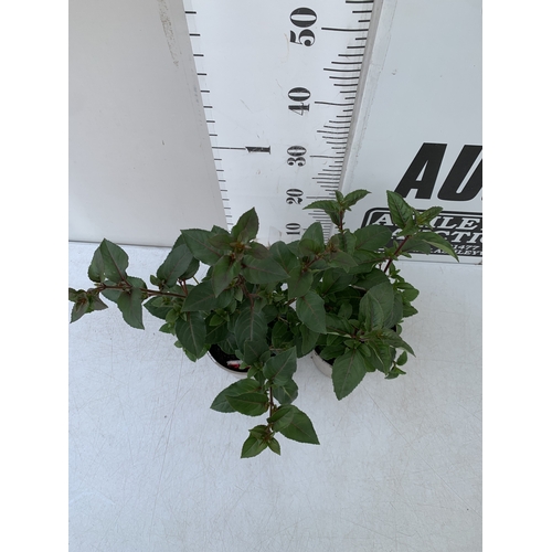 30 - EIGHT MIXED HERBACEOUS PLANTS - FOUR OXALIS ADENOPHYLLA AND FOUR RANUNCULUS VORTEX MIXED IN 1 LTR PO... 