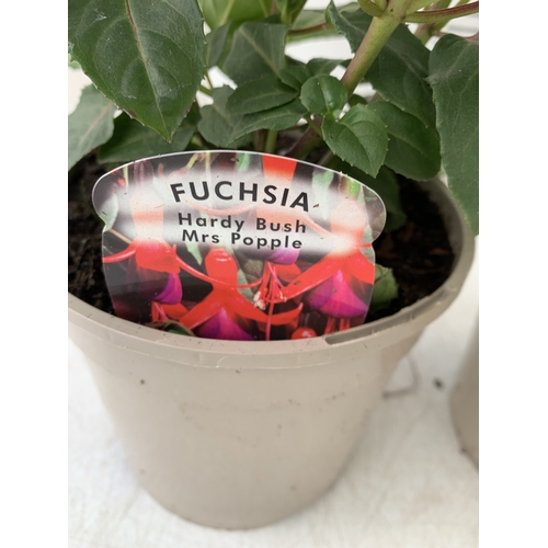 30 - EIGHT MIXED HERBACEOUS PLANTS - FOUR OXALIS ADENOPHYLLA AND FOUR RANUNCULUS VORTEX MIXED IN 1 LTR PO... 