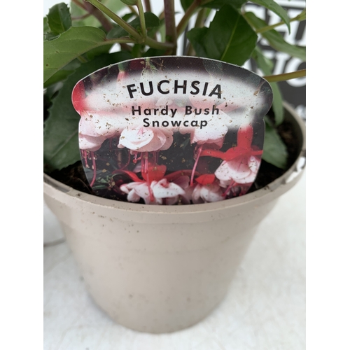 30 - EIGHT MIXED HERBACEOUS PLANTS - FOUR OXALIS ADENOPHYLLA AND FOUR RANUNCULUS VORTEX MIXED IN 1 LTR PO... 