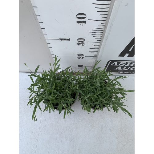 32 - TWELVE LETTUCE 'ALL YEAR ROUND' PLANTS ON TWO TRAYS. TO BE SOLD FOR THE TWELVE. NO VAT