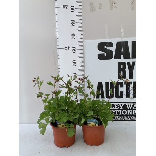 Lot 33        
