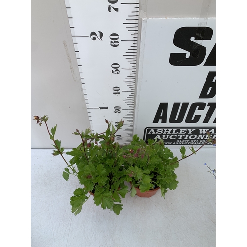 33 - TWO TOMATO PLANTS 'ALICANTE' IN P8CM POTS. APPROX 20-30CM TALL, TO BE SOLD FOR THE TWO. NO VAT