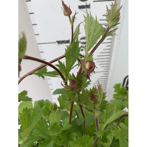 33 - TWO TOMATO PLANTS 'ALICANTE' IN P8CM POTS. APPROX 20-30CM TALL, TO BE SOLD FOR THE TWO. NO VAT