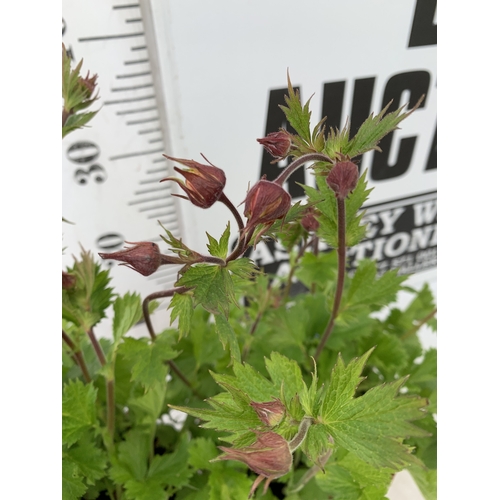 33 - TWO TOMATO PLANTS 'ALICANTE' IN P8CM POTS. APPROX 20-30CM TALL, TO BE SOLD FOR THE TWO. NO VAT