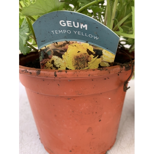 33 - TWO TOMATO PLANTS 'ALICANTE' IN P8CM POTS. APPROX 20-30CM TALL, TO BE SOLD FOR THE TWO. NO VAT