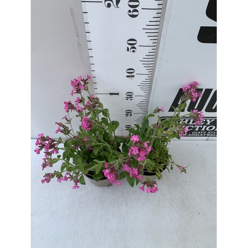 35 - SIX MIXED TOMATO PLANTS IN P9CM POTS. ONE SUNGOLD SUPERSWEET, ONE GARDENERS DELIGHT, ONE TUMBLING TO... 