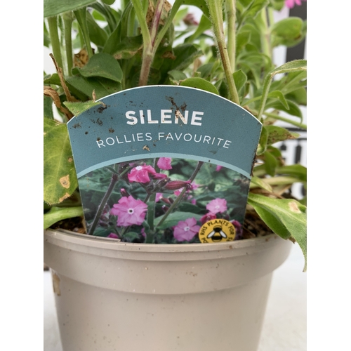 35 - SIX MIXED TOMATO PLANTS IN P9CM POTS. ONE SUNGOLD SUPERSWEET, ONE GARDENERS DELIGHT, ONE TUMBLING TO... 