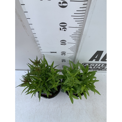 36 - SIX MIXED TOMATO PLANTS IN P9CM POTS. ONE SUNGOLD SUPERSWEET, ONE GARDENERS DELIGHT, ONE TUMBLING TO... 